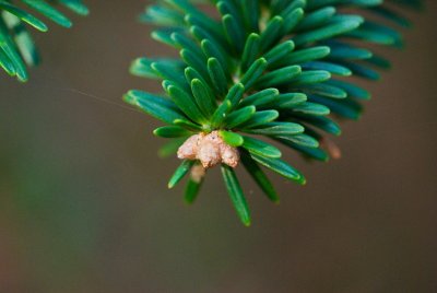 Abies homolepis - jedle nikkoská - pupen